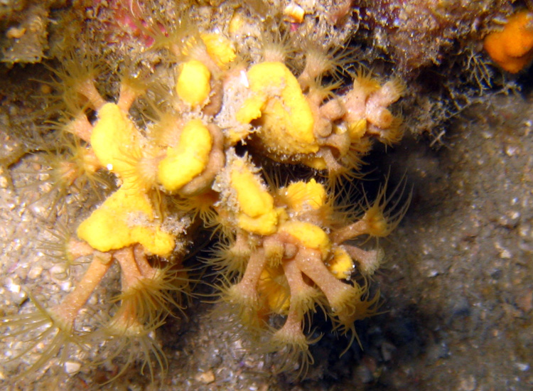 Axinella damicornis